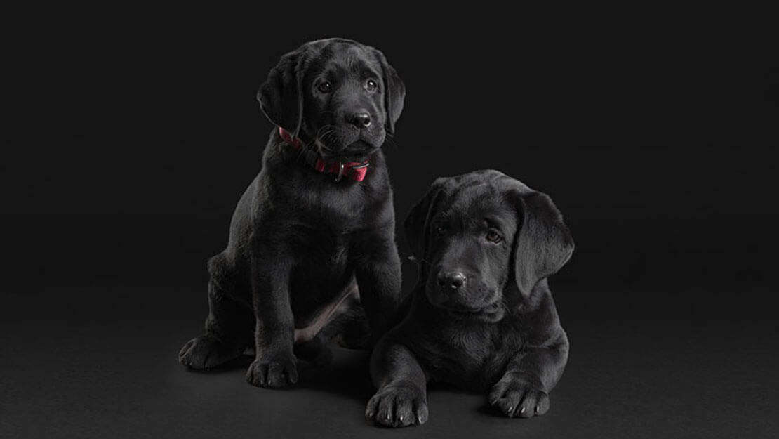 Purina pro plan best sale labrador